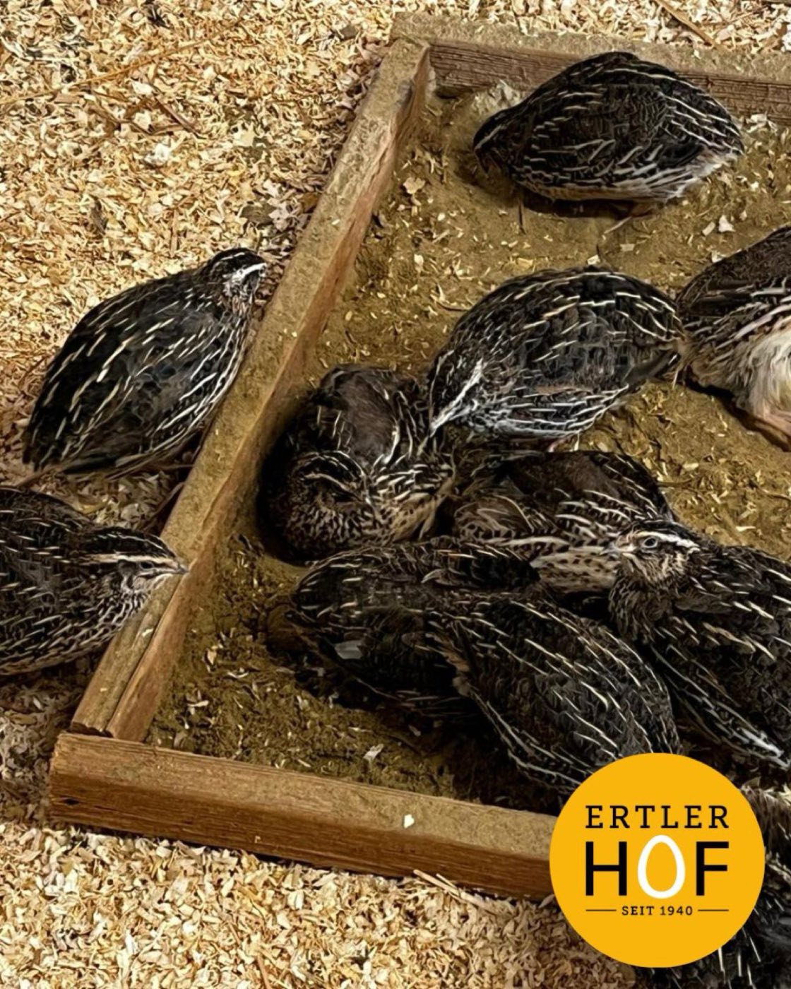 Wachteln beim Sandbad im Stall des Ertler Hofs