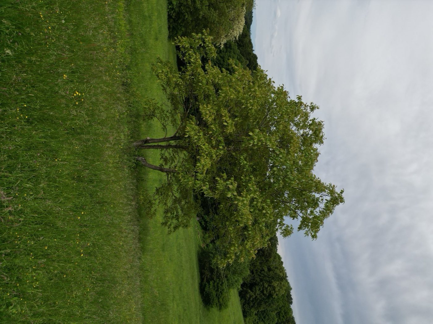 Blumenwiese mit einzelnem Baum am Ertler Hof